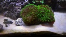 43. May 2015 Update - 125G BUDGET Reef : Less corals , More fish  (TANGS)