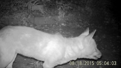 Renard chassant une fouine, à Rouen, 18/08/2015