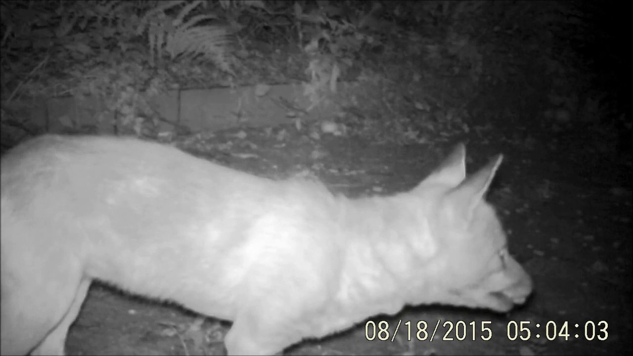Renard chassant une fouine, à Rouen, 18/08/2015