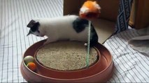 Süße und niedliche Katzenkinder beim spielen - lustiges Katzenvideo