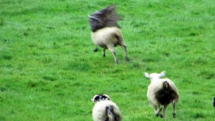 Sheep Fights Against A Sticky Umbrella