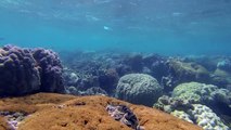 Ryan McMinds: Understanding Coral Reefs