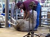 Sheep Shearing Demonstration at The Big E