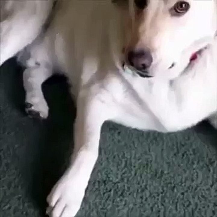 Ralph The Tater Tot Thief