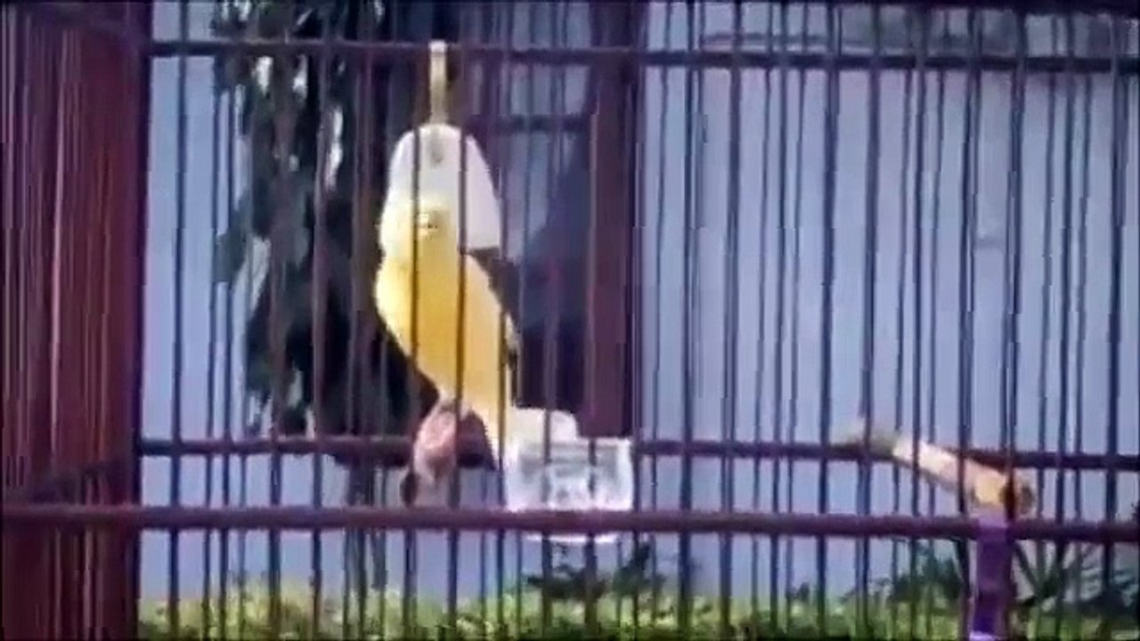 Kenari F1 YS Muda Berbakat, Prospek Lapangan