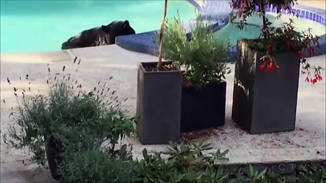 Cet ours passe de la piscine au jacuzzi... Tranquille!!