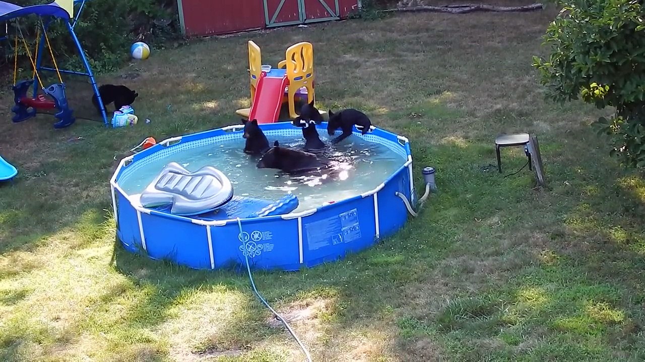 Bears take over Rockaway Township pool