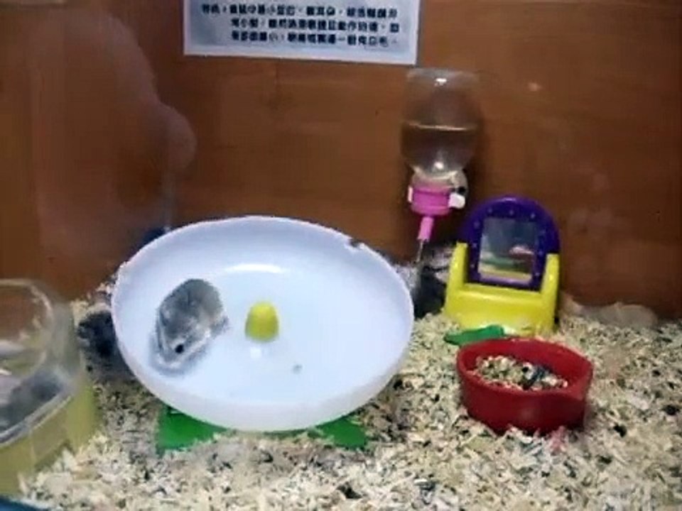 crazy hamsters playing!