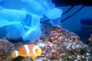 5 Gallon Nano Reef Aquarium