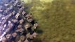 Des centaines de raies filmées au large de la floride