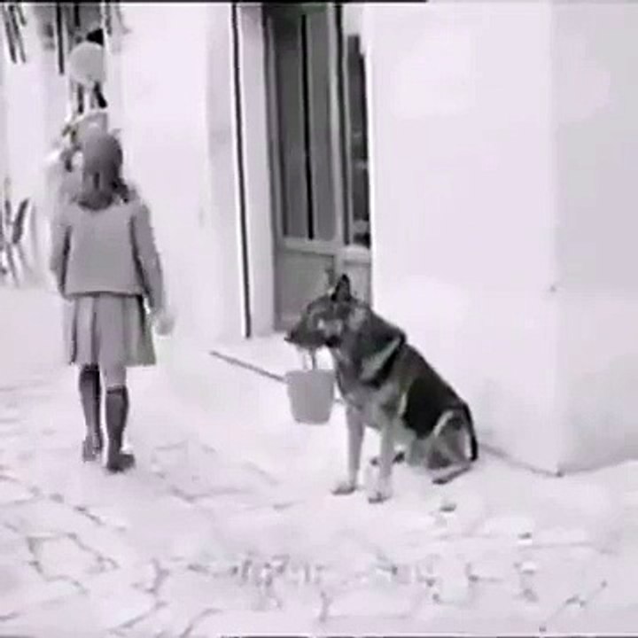 Dog eats itself by earning