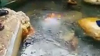 خدا کی قدرت.. پانی کے چشمه سے ساتھ میں آگ