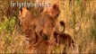 Lions and the Maasai - Conservation International (CI)