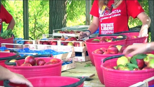 Napoli - I ragazzi di Libera raccolgono pesche nel bene confiscato (21.08.15)
