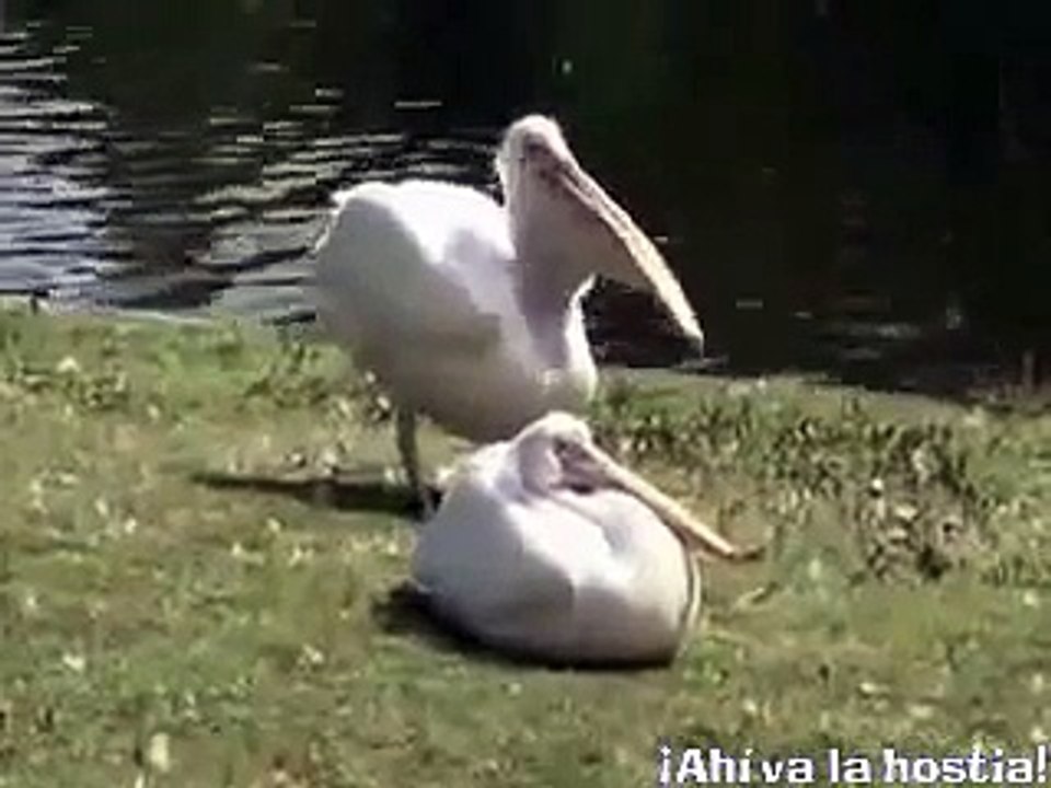 Pelícano con hambre