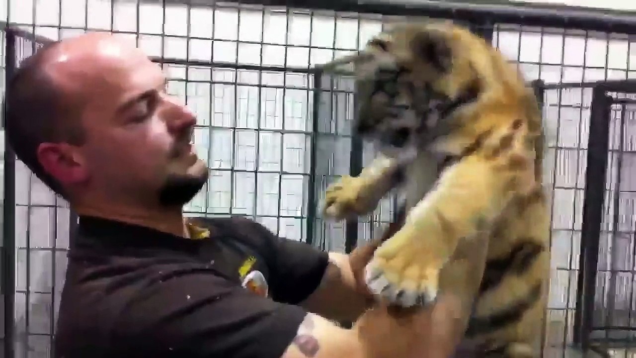 Man gets mauled by tiger cub