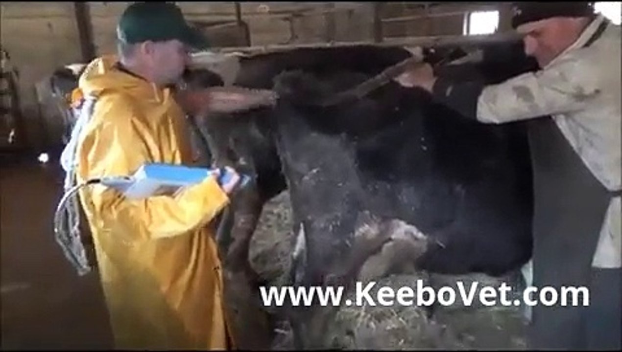 Bovine Cow Pregnancy 127 Days - Checking Using Vet Ultrasound KX5100V