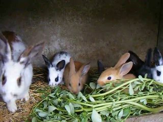 Les Pinpins ont faim