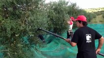 Cosecha de aceitunas en Olivos del Plata