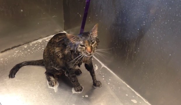 Ce chat miaule No more! lorsque son maître lui donne son bain