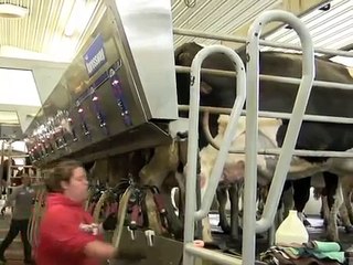 Milking Process at Miner Farm