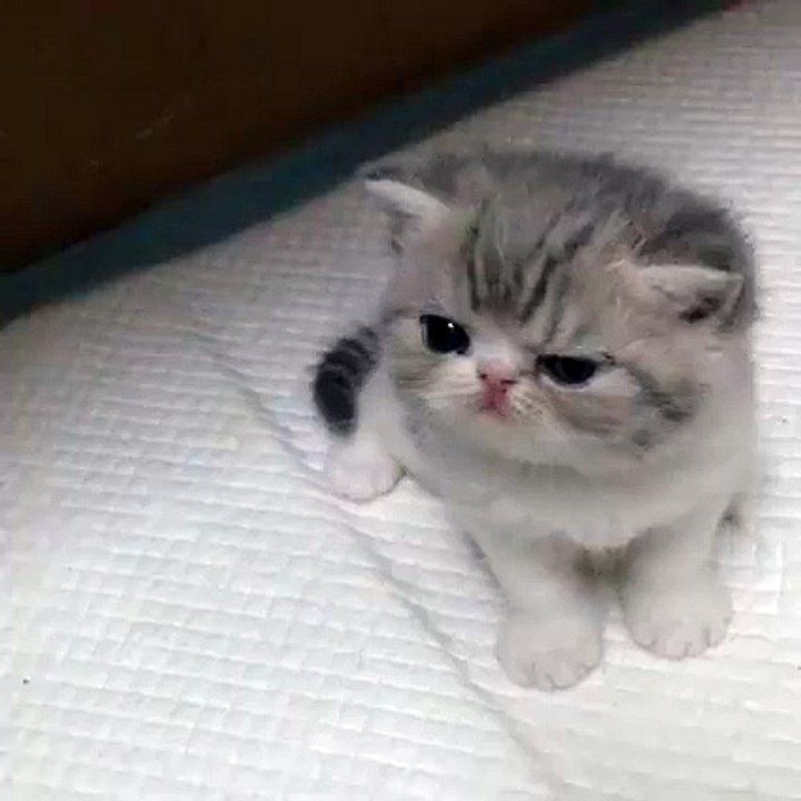 (1) Funny Videos cat
