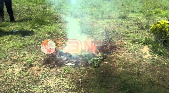 Asgjesohen mijëra rrënjë kanabis sativa në Berat, Vlorë e Tepelenë - Ora News-