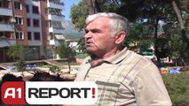 A1 Report - Masakër mjedisore në Berat,priten    pishat qindra vjeçare në qytet