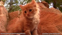 #Cute #Ginger #Kitten Exploring Red Rock