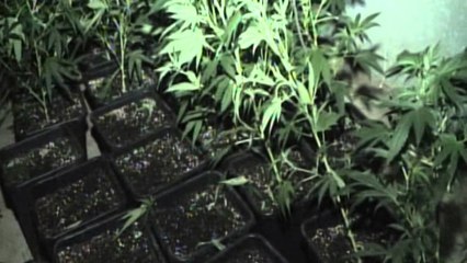 Kultivimi i kanabisit. PD, Strazimiri: droga ka pushtuar Shqipërinë