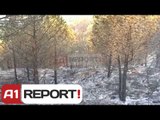 A1 Report - Fier, dëme kolosale nga zjarri digjen mbi 90 hektarë me pyje