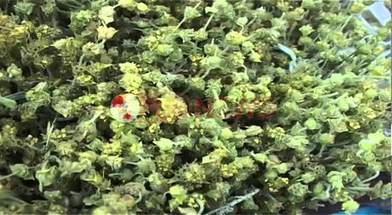 Kanabisi i lë vendin bimëve medicinale në Lazarat, banorët apel për politika sociale - Ora News-