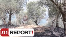 A1 Report - Elbasan,zjarr në ullishtat e vjetra  dhjetëra rrënjë ullinj të dëmtuar