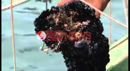 Midhjet në rrezik nga temperaturat e larta në liqenin e Butrintit - Ora News-