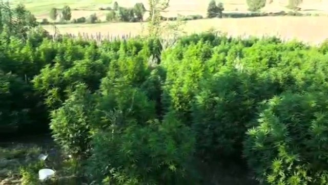 Vlorë, mbollën kanabis në oborret e banesave, arrestohen 1 burrë dhe 1 grua