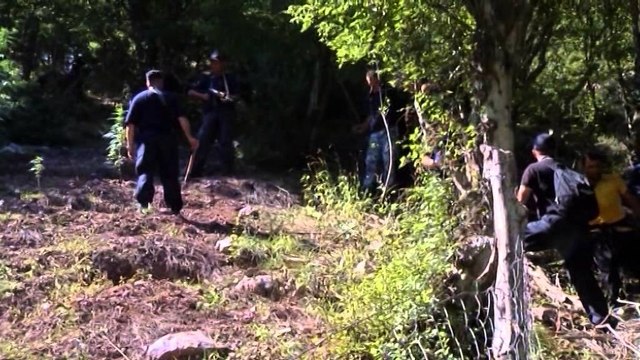 Parcelat me kanabis. Policia vijon “korrjen” e lëndëve narkotike