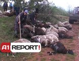 A1 Report - Gjirokastër, rrufetë ‘vrasin’ 80 krerë bagëti, groposen që të mos shiten