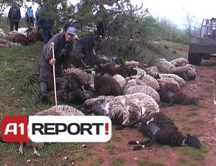 A1 Report - Gjirokastër, rrufetë ‘vrasin’ 80 krerë bagëti, groposen që të mos shiten