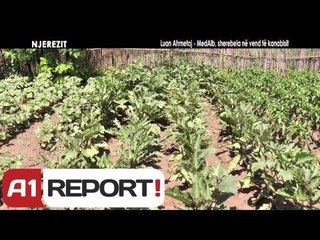 Njerëzit - Luan Ahmetaj - MedAlb, sherebela në vend të kanabisit nga Agim Pipa