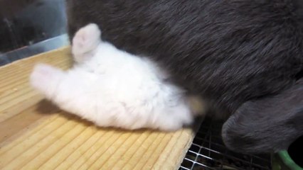 Baby Bunnies ATTACK MOM for MILK!