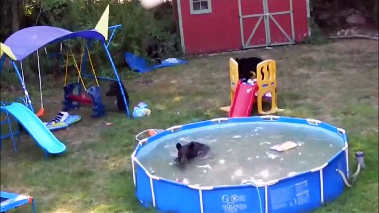 Breas playing in Backyard and pool !!
