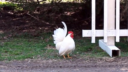 Japanese Bantam Rooster Crow