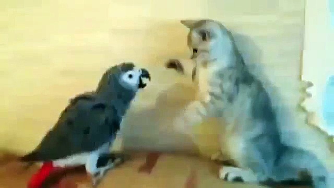 Loro Ataca Al Gatito!! ★ Gato divertido gato chistoso gato tierno loco risa humor