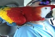 Scarlet Macaw Playing Peek-A-Boo Very Cute