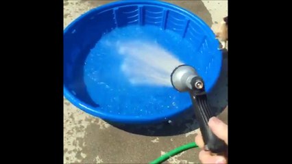 Petite pool party de chien... Enfin presque