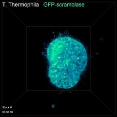 New microscopy technique lets you watch single-cell wiggles