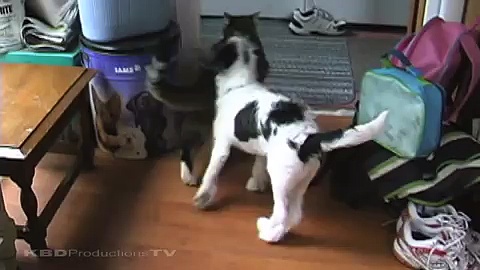 Puppy Kisses Cat – “Bad idea puppy!”