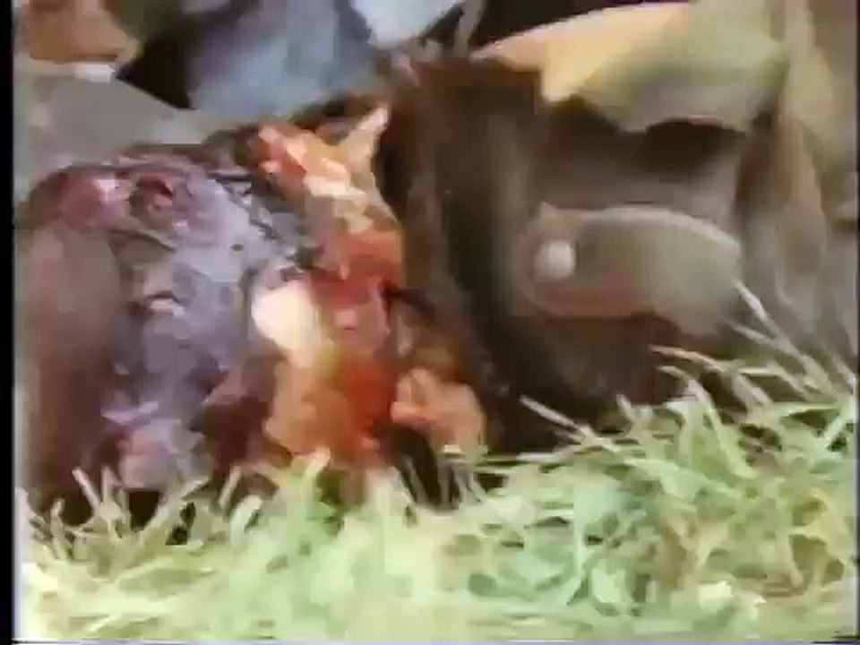 Hitler Luftwaffe Air War "Dog Fights" Over Nazi Germany