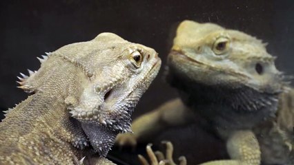 LOL! Bearded Dragon MIRROR FAIL! My pogona has fun...