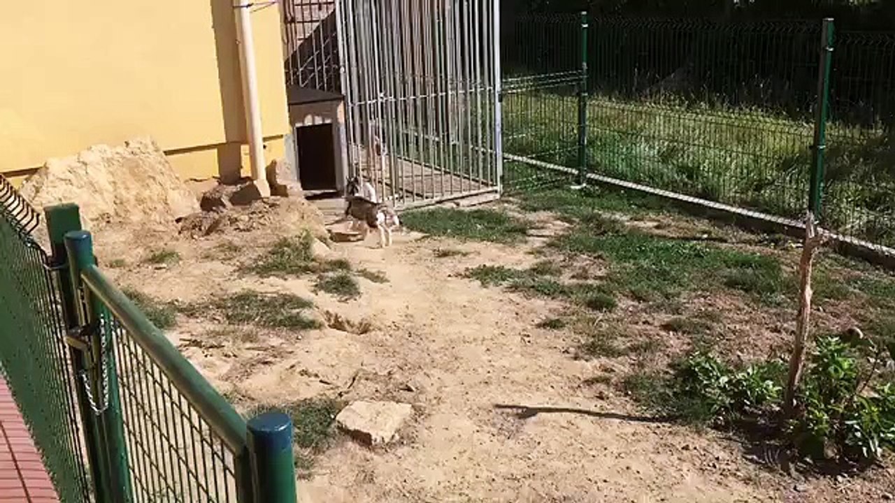 Be_be_s Husky et IORI